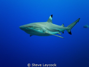Black  tip reef shark by Steve Laycock 